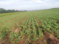 板藍(lán)根基地