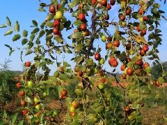 百康<font color='red'>產(chǎn)品</font>視頻